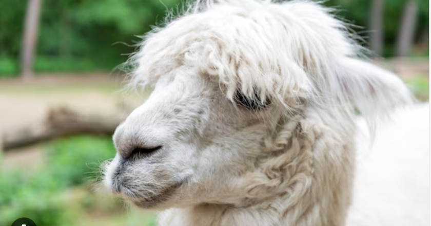 How a Family Cares for Llamas in Guatemala — and Teaches Climate Action