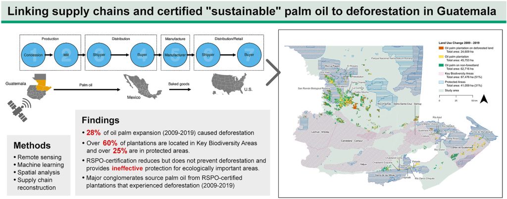 Deforestation, certification, and transnational palm oil supply chains: Linking Guatemala to global consumer markets