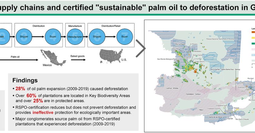 Deforestation, certification, and transnational palm oil supply chains: Linking Guatemala to global consumer markets