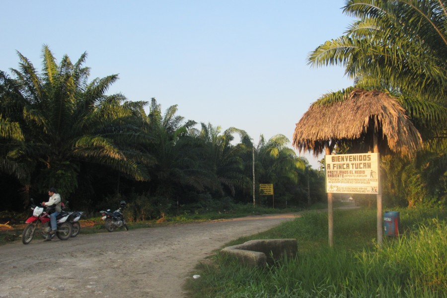 In Petén, African palm oil plantations cover an area of more than 96 square miles. Photo courtesy of Carlos Chávez.